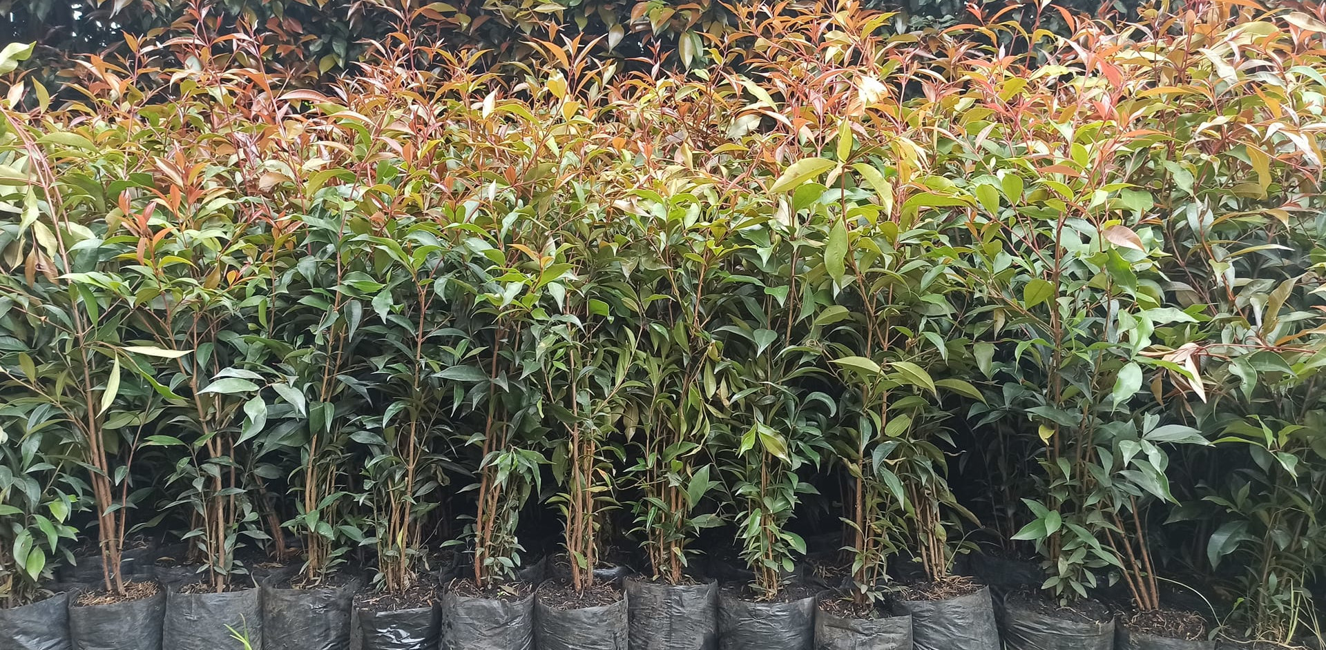 Equipo de Agrocercas trabajando en la siembra de Eugenias