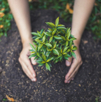 Proceso de selección rigurosa de plantas de Eugenia