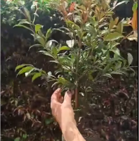 Experto aplicando cuidado especializado a planta de Eugenia