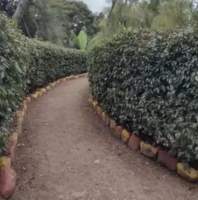 Equipo realizando instalación profesional de cerca viva de Eugenia